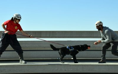 Una unitat canina molt activa